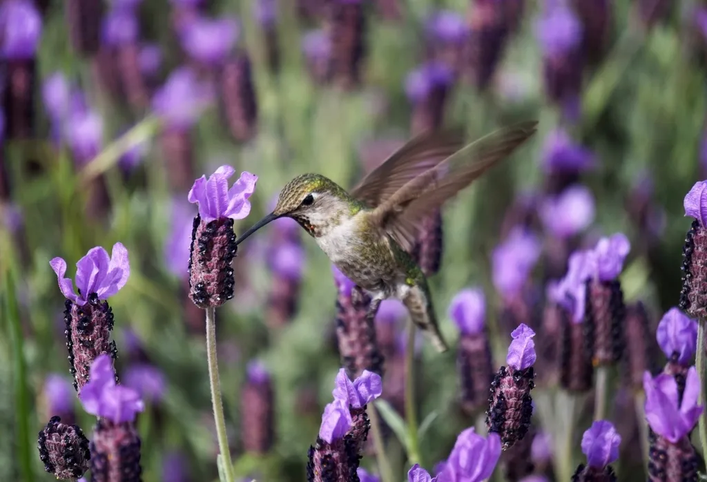 12 - Dirty or Spoiled Nectar (Image Credits: Rawpixel)