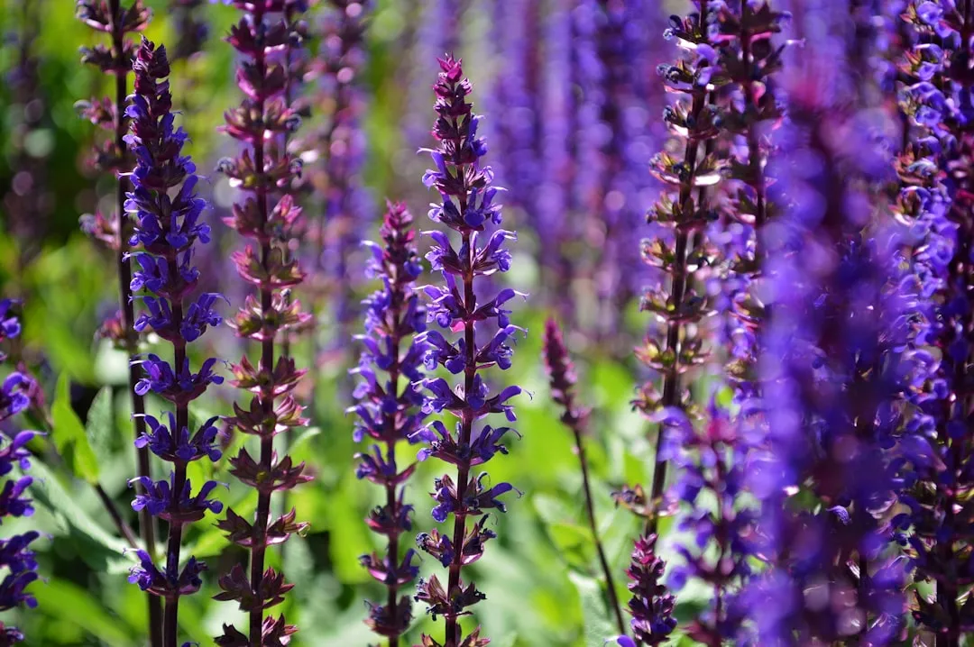 2. Salvia: The Spiky Bloomer That Just Keeps Coming Back (Image Credits: Unsplash)