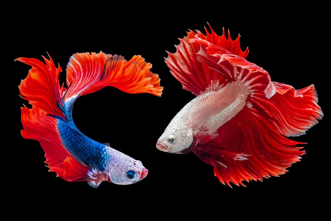 #4 - Betta Fish: Tiny Tanks, Huge Fixations (Image Credits: Unsplash)