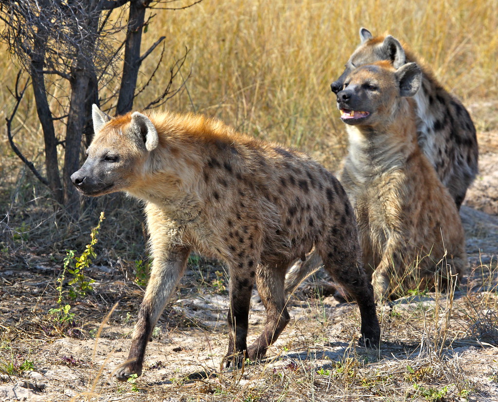 Understand Their Behavioral Patterns and Weaknesses (Image Credits: Flickr)