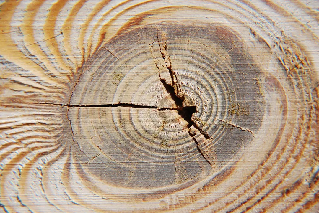 #3. Your Wood Is Rotting or Has Dry Rot (Image Credits: Unsplash)