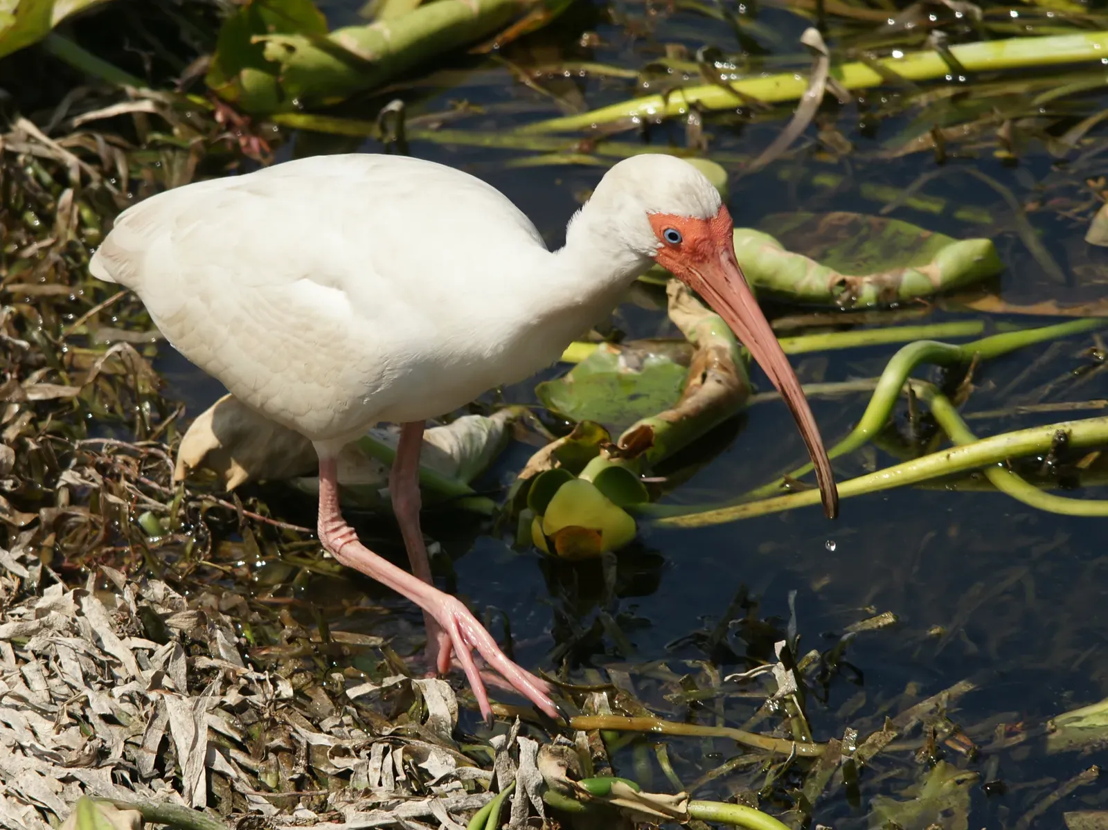 Introduction (Image Credits: Wikimedia)
