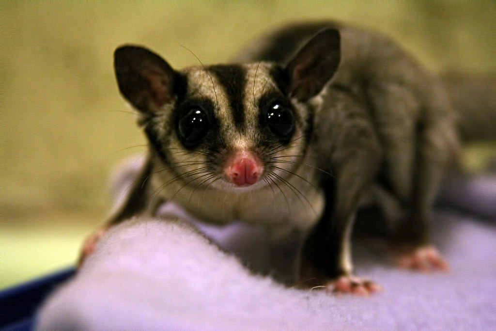 #13 Sugar Gliders - Pocket-Sized Marsupials with Giant Hearts (Image Credits: Flickr)