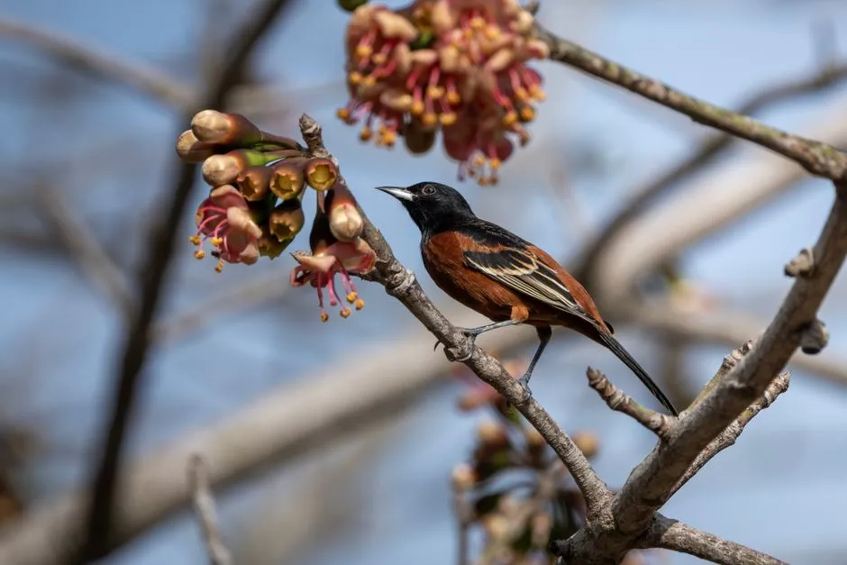 #32 - Orchard Oriole: The Smaller Oriole Slipping Away (Image Credits: Pexels)