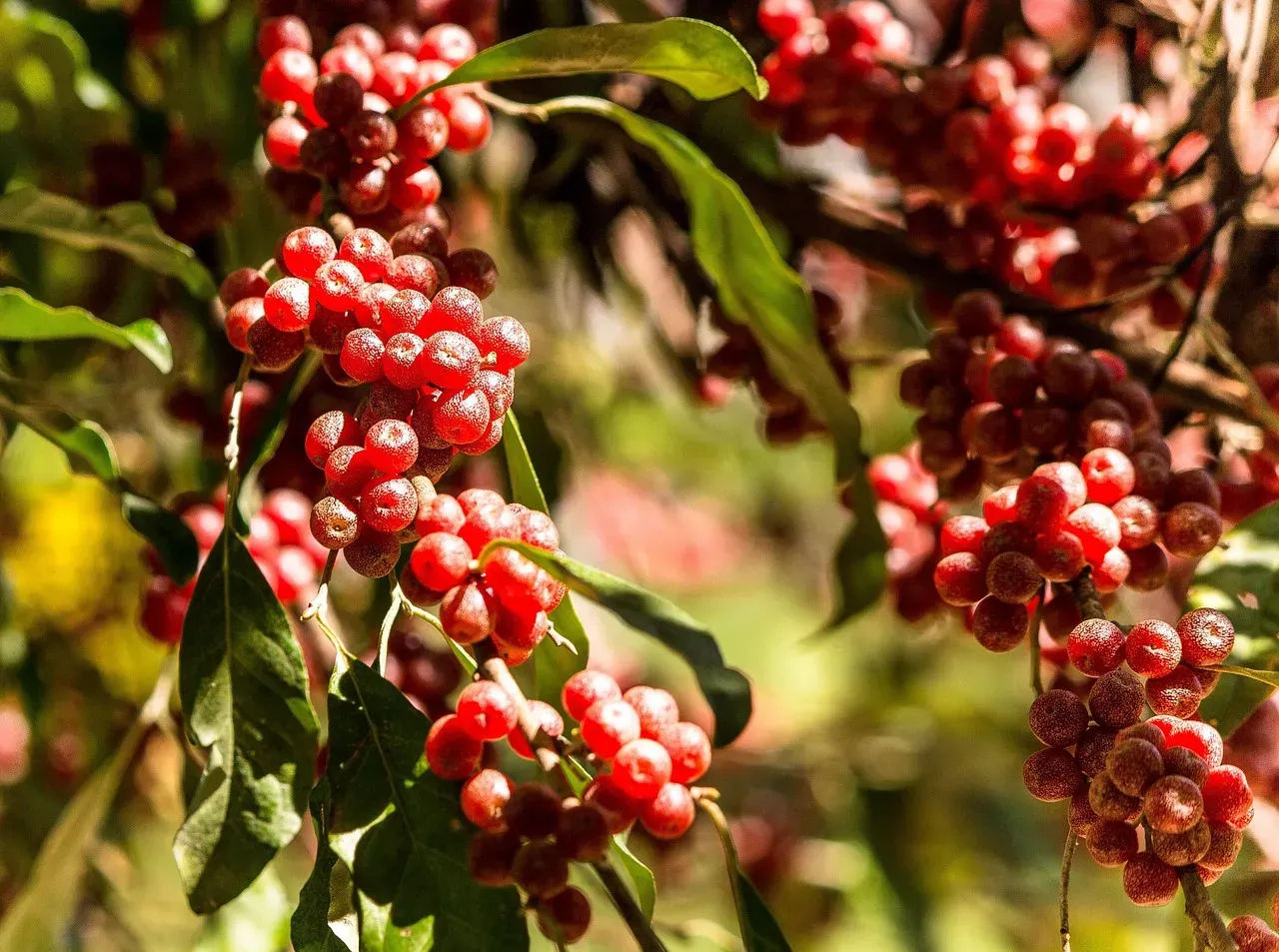 Remove Invasive Plants and Make Room for the Natives (Image Credits: Pixabay)