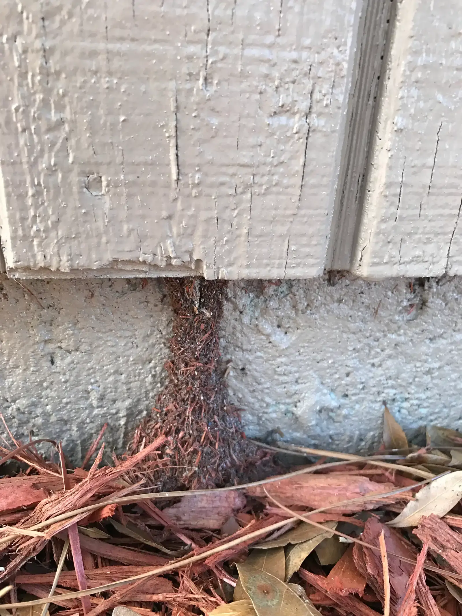 Sign #1: Mud Tubes Along Your Foundation Walls (By Green Pest Expert, CC BY-SA 4.0)