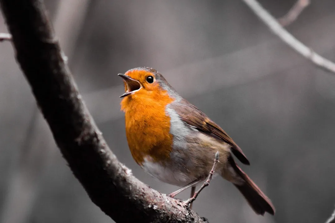 Inside the Bird Brain: Neural Circuits Built for Practice (Image Credits: Unsplash)