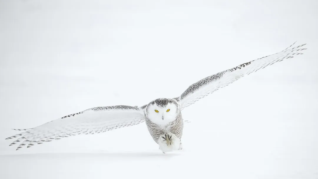 How to Look for Snowy Owls Ethically in These States (Image Credits: Unsplash)