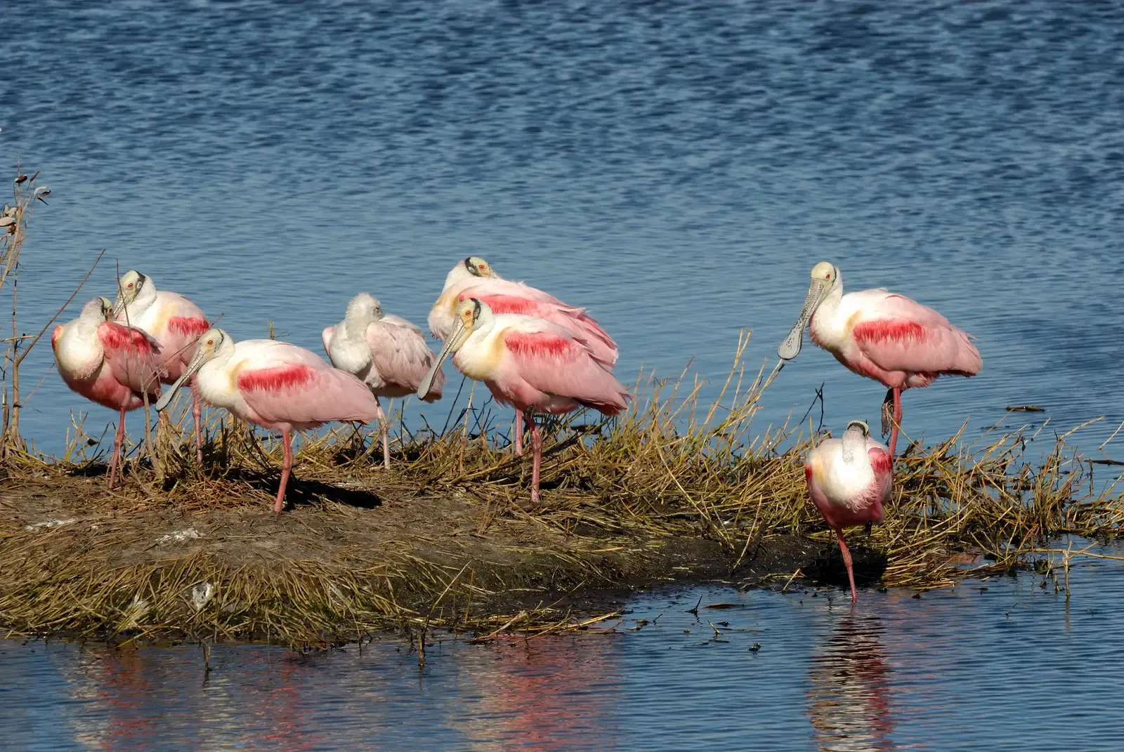 The Road Ahead for Florida's Pink Icon (Image Credits: Wikimedia)