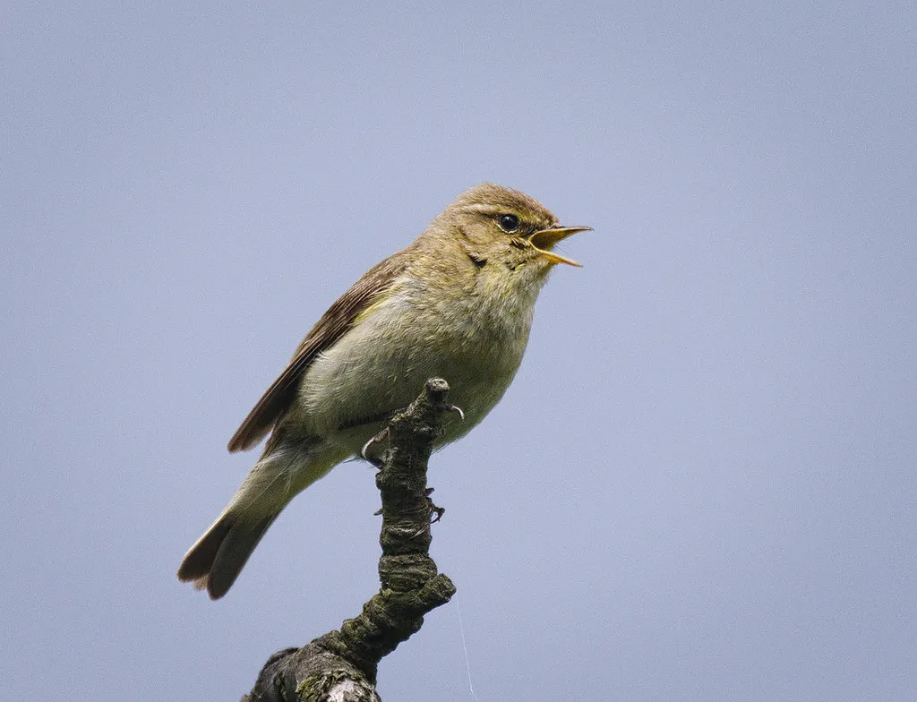 #3 - Chiffchaff and Warbler Cousins: Tiny Birds, Huge Timing Shifts (hedera.baltica, Flickr, CC BY-SA 2.0)