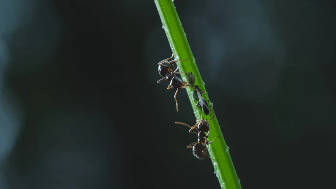 Ants and Aphids: Tiny Farmers and Their Even Tinier Livestock (Image Credits: Unsplash)