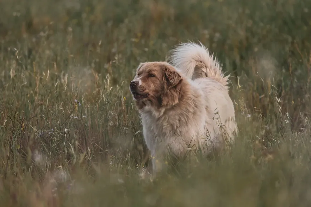 When Shepherds Actually Used Working Dogs (Image Credits: Unsplash)