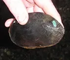 The Louisiana Pearlshell Mussel (Image Credits: Flickr)