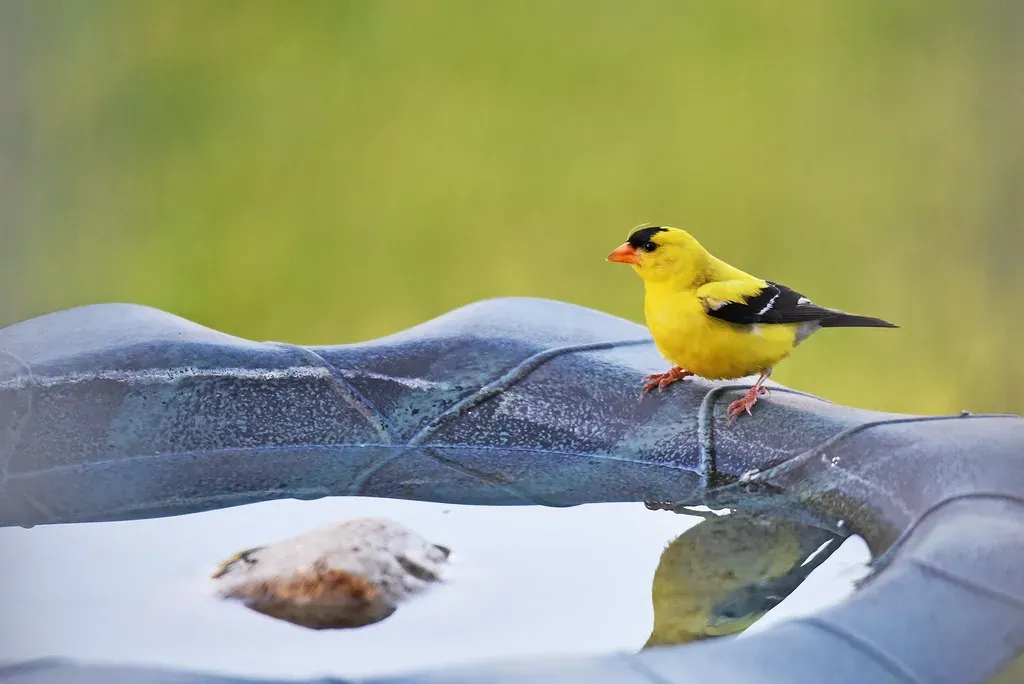 #10 - Provide a Shallow Birdbath with Moving Water (Image Credits: Flickr)