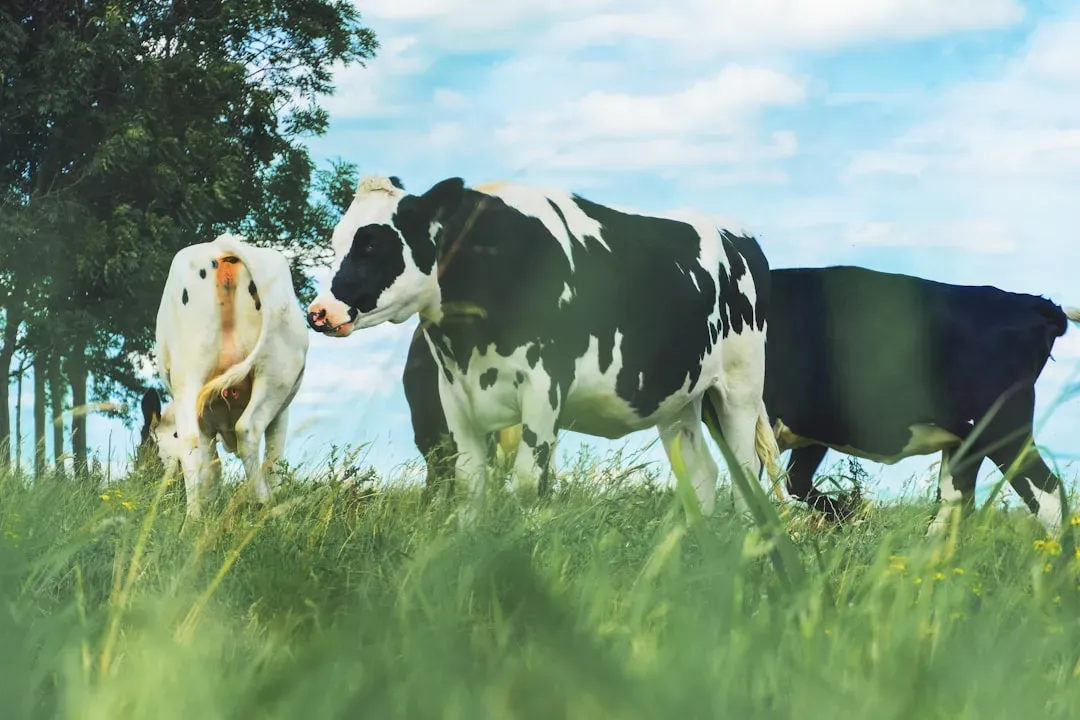 #5 - Cows (Image Credits: Unsplash)