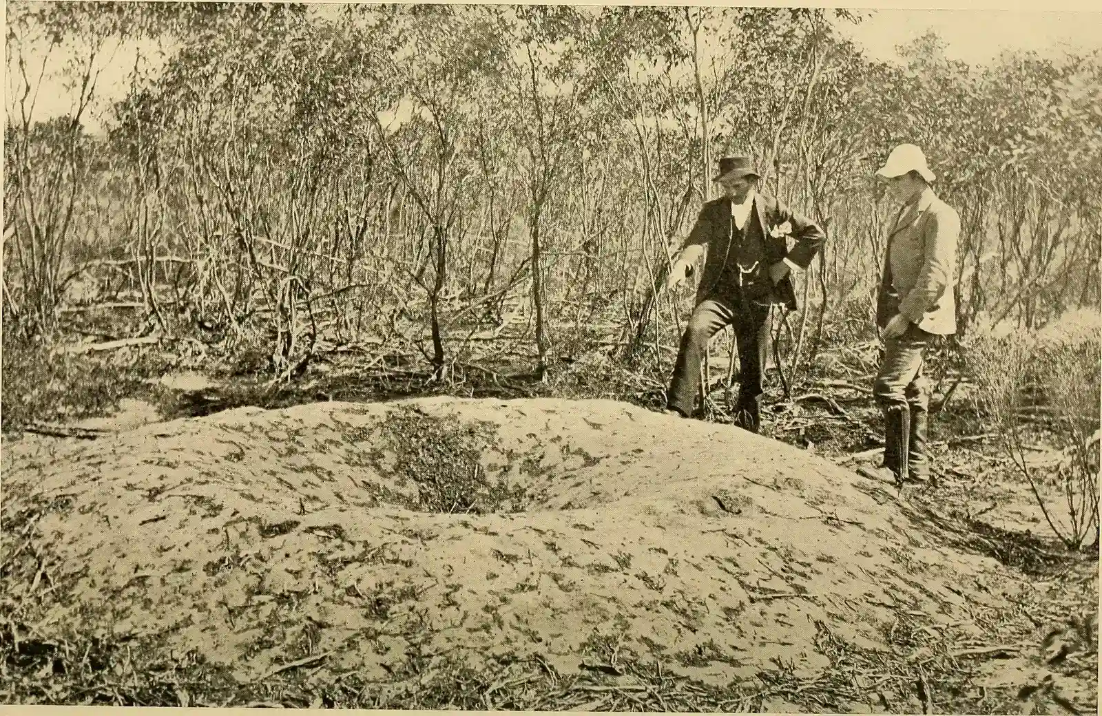 2. Malleefowl's Giant Compost Incubator (By Internet Archive Book Images, No restrictions)