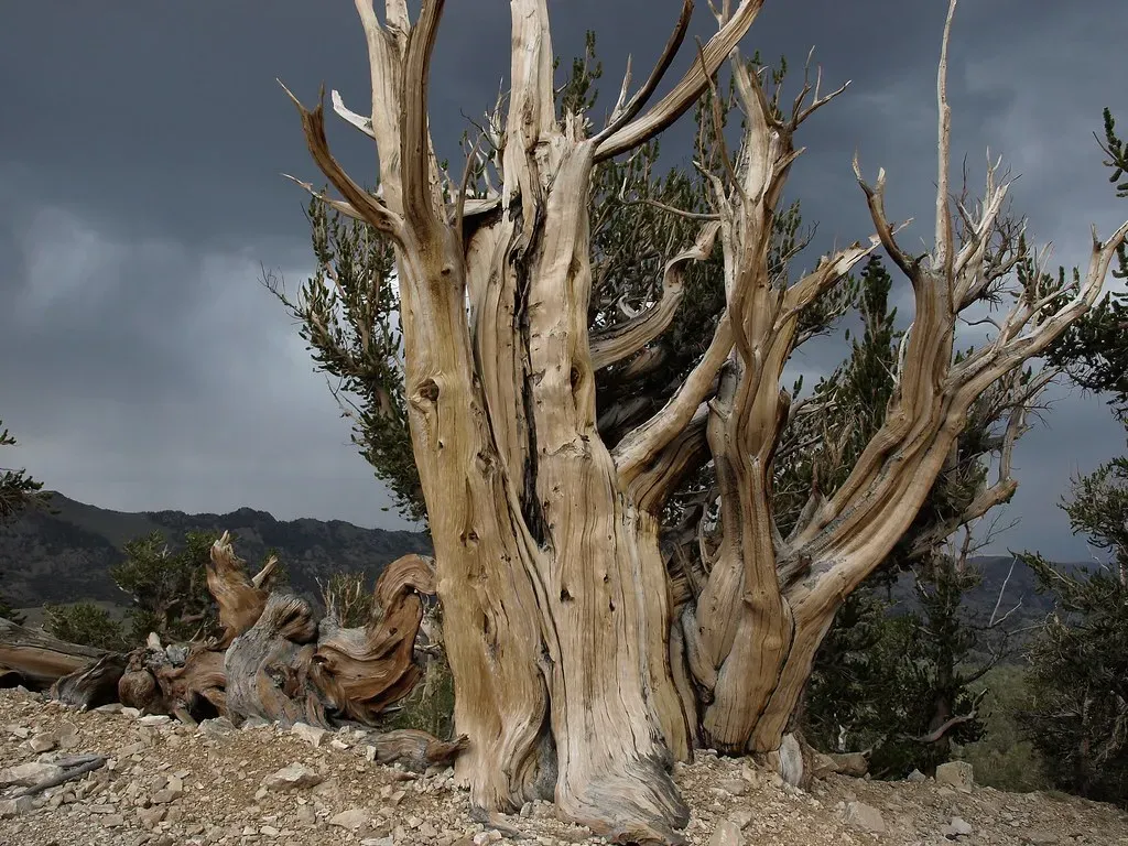 The Great Basin Desert: Cold Nights, Ancient Trees (Image Credits: Flickr)