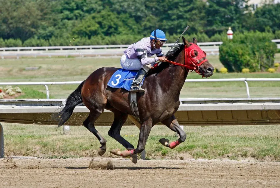 #1 - Thoroughbred (Image Credits: Pexels)