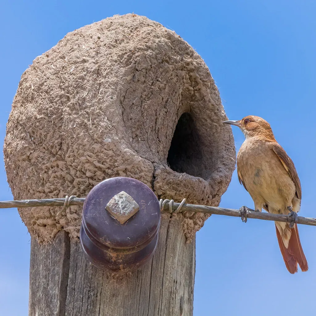 5. Rufous Hornero's Baked Clay Oven (gary_leavens, Flickr, CC BY-SA 2.0)