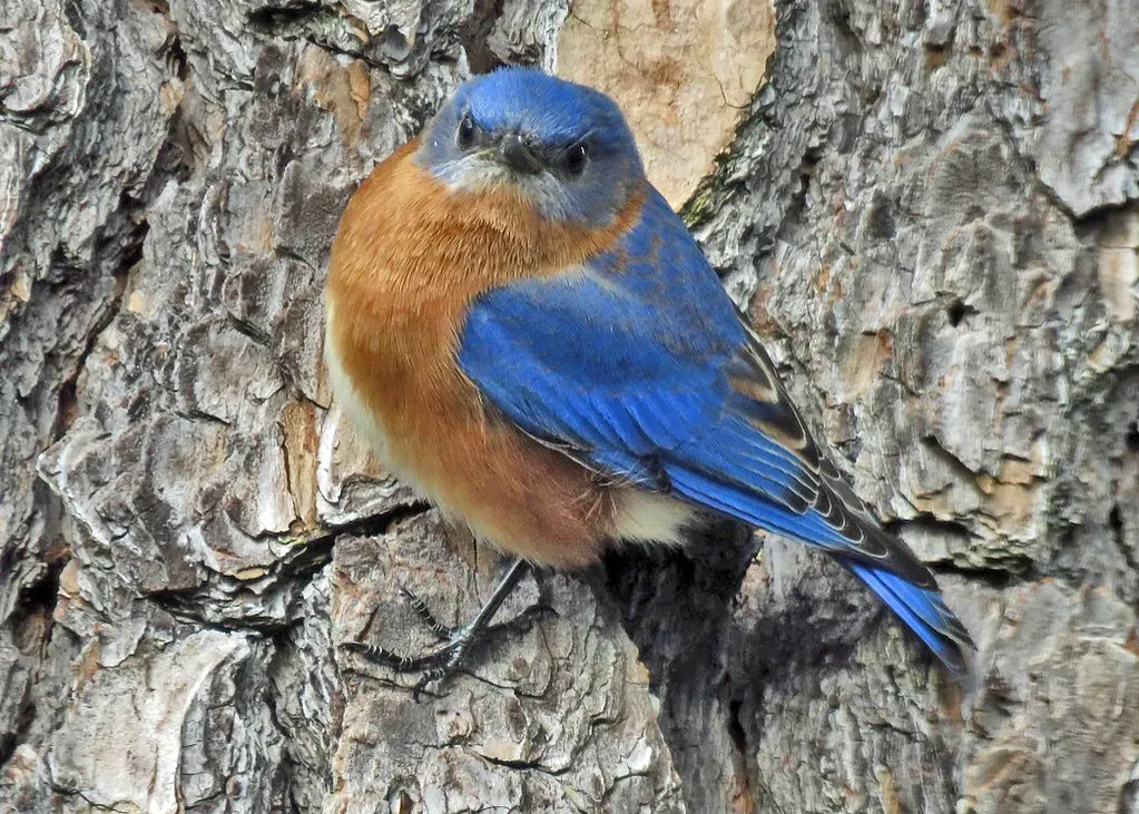 Eastern Bluebird: New York's Open-Country Jewel (611catbirds, too, Flickr, CC BY 2.0)
