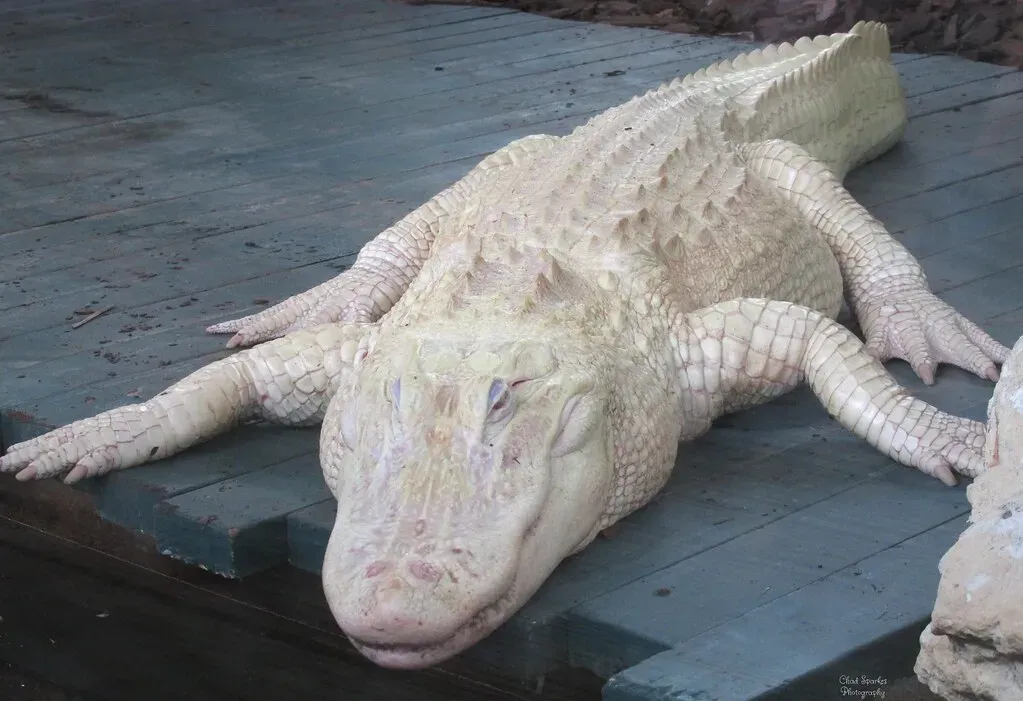 The White Leucistic Alligator (Image Credits: Flickr)