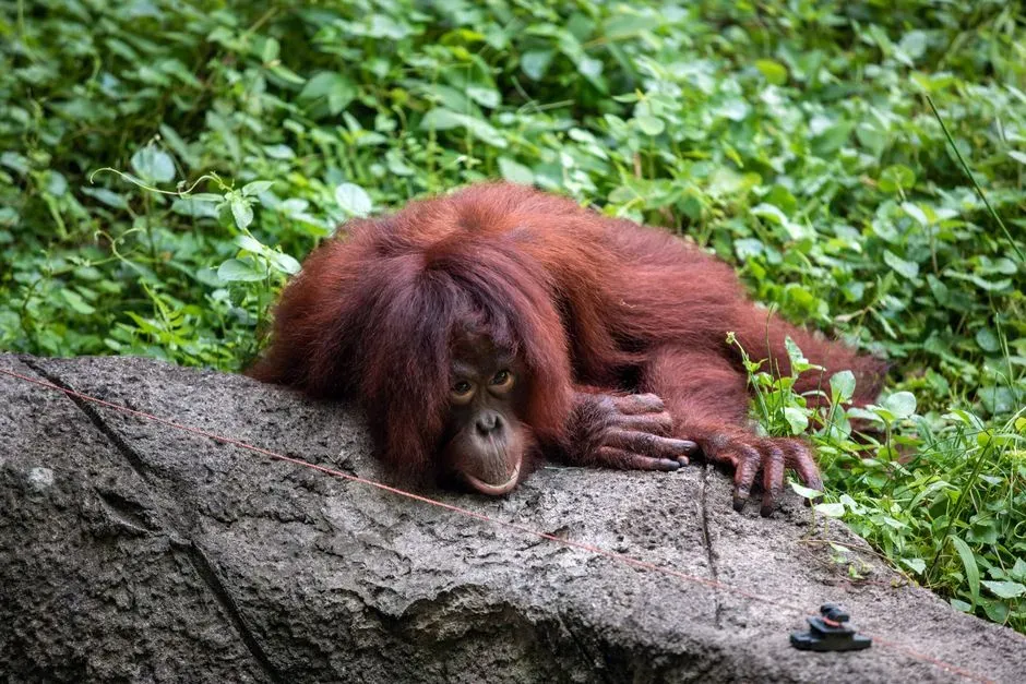 #11 - Orangutans: The Solitary Ape Who Seeks Out Company (Image Credits: Pexels)