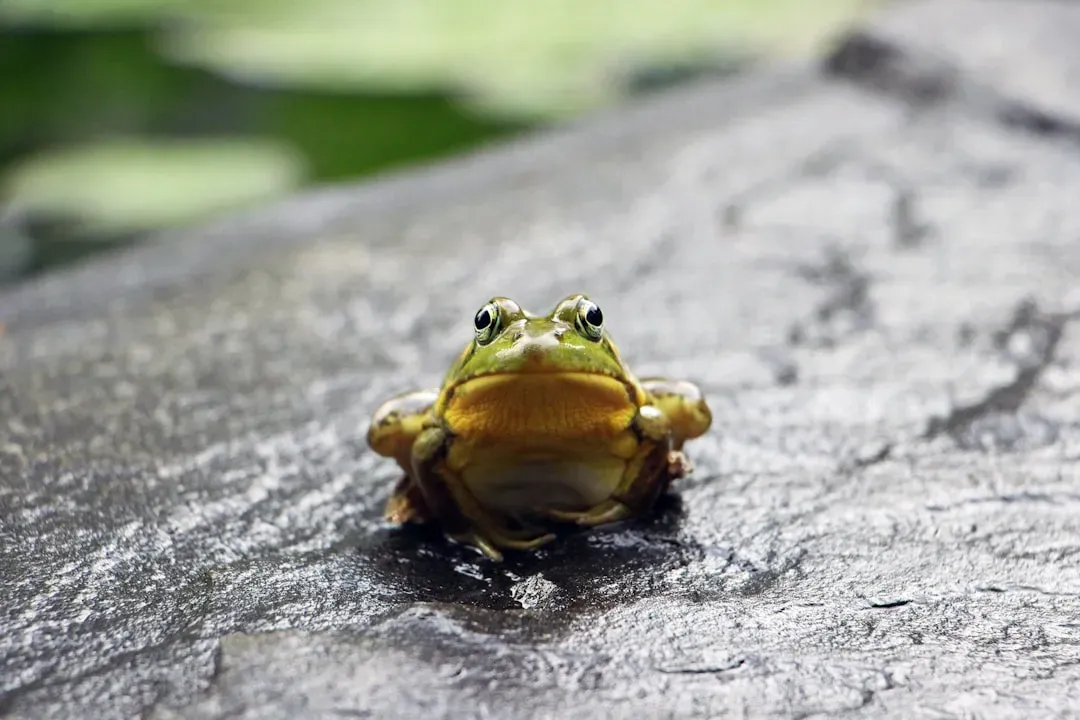 Signals for Overall Ecosystem Health (Image Credits: Unsplash)