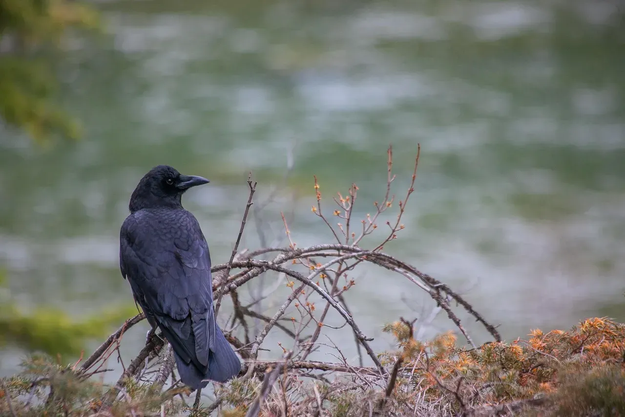 #4: American Crow - The Aerial Scout With a Long Memory (Image Credits: Pixabay)