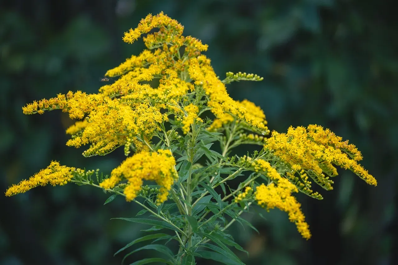 8. Goldenrod: The Late-Season Lifeline Everyone Blames for Allergies (Image Credits: Pixabay)