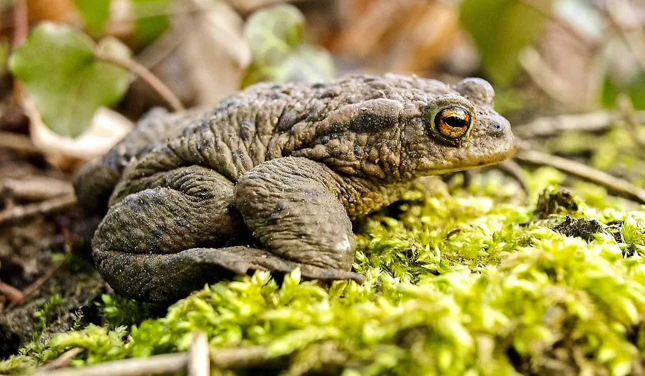 Cancer: The Spadefoot Toad (Image Credits: Pixabay)
