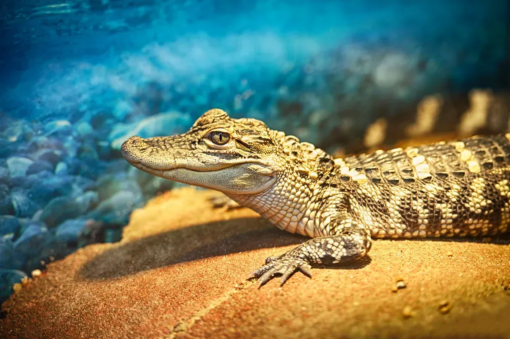 Cancer: The Crocodile (Image Credits: Flickr)