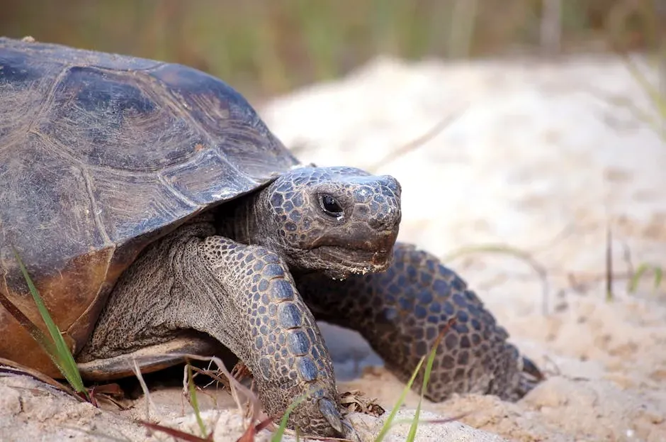 Cancer (June 21 &ndash; July 22): The Gopher Tortoise (Image Credits: Pexels)