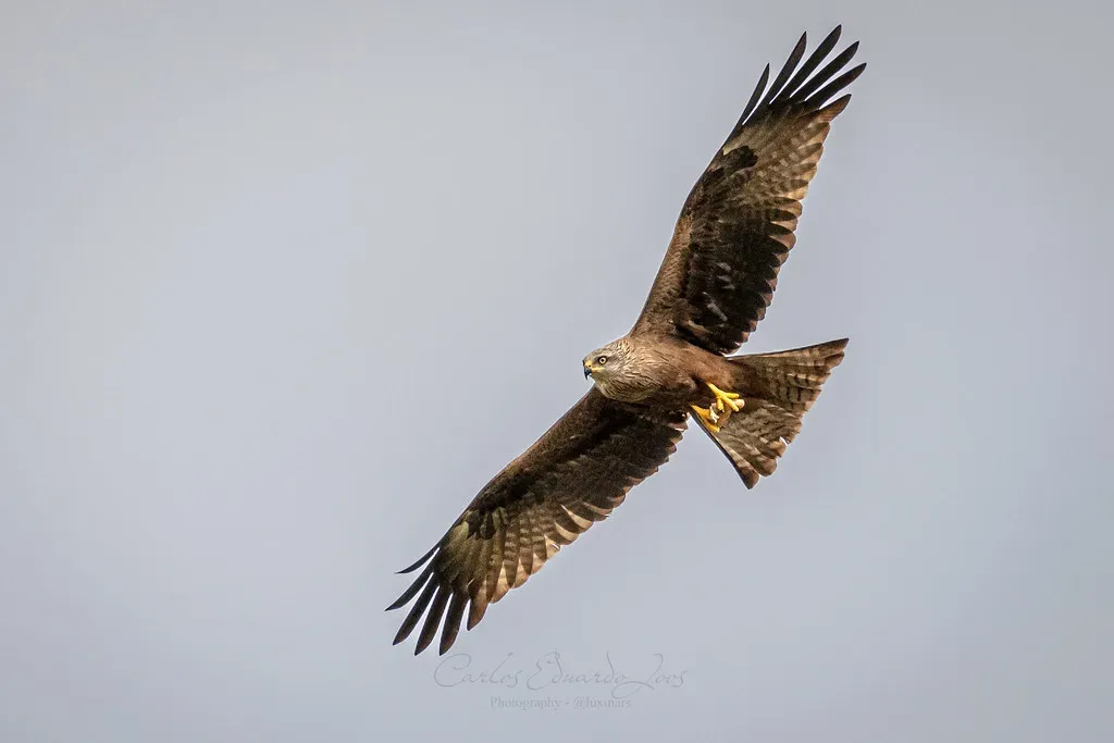 The Epic Distances Birds Travel Between Continents (Image Credits: Flickr)