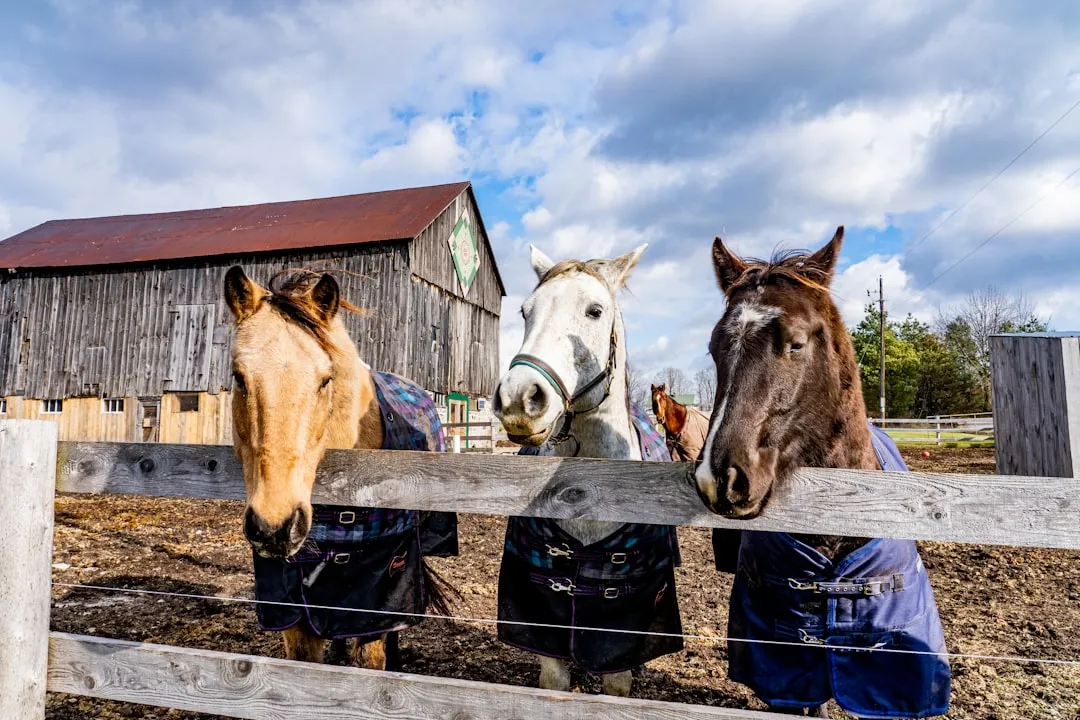 #11 - Underestimating How Much Time a Horse Actually Demands (Image Credits: Unsplash)