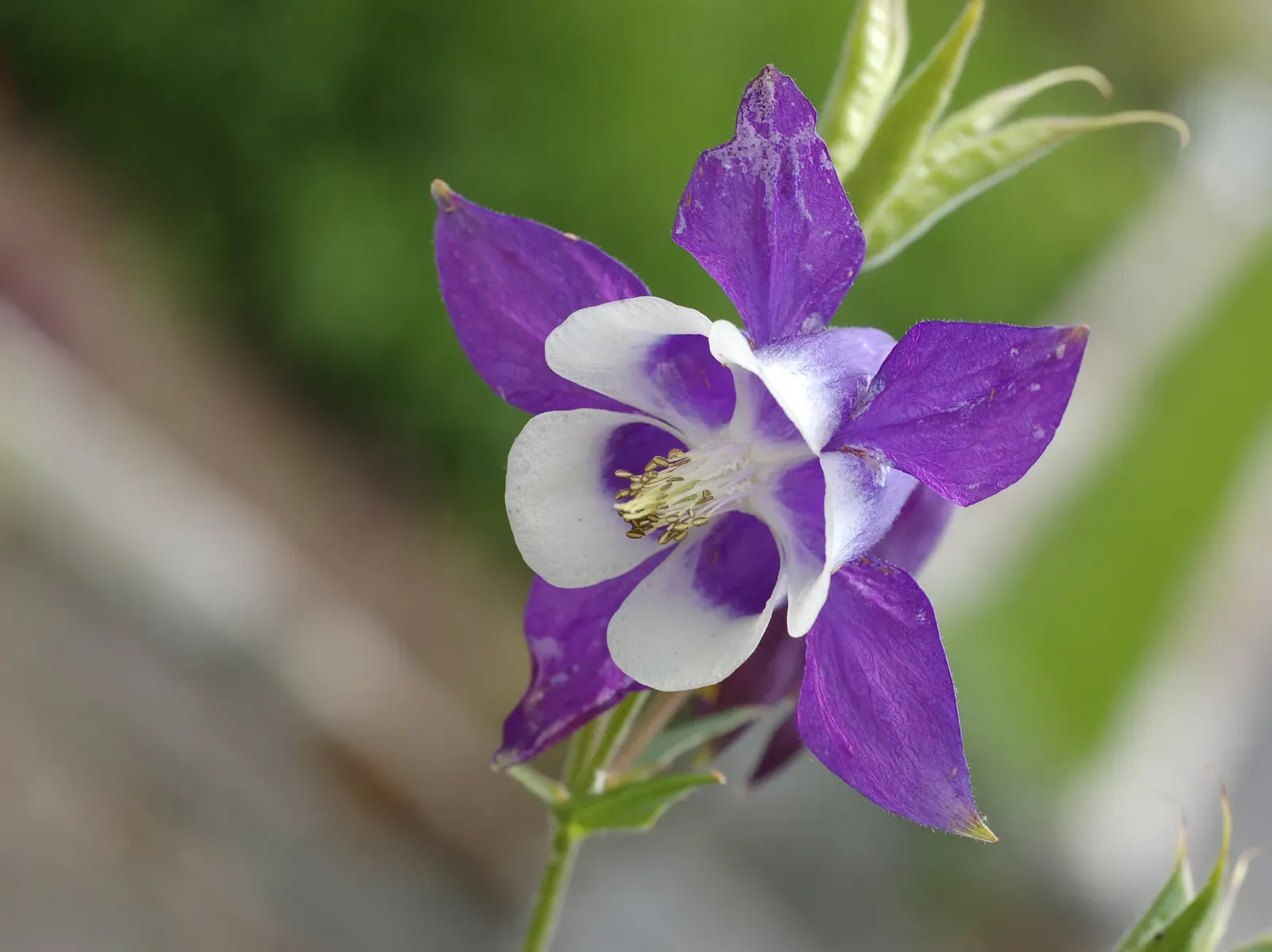#4 &ndash; Columbine: The Delicate Spur That Provides Early Nectar (Self-photographed, CC BY-SA 3.0)