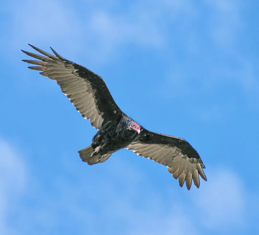 #1 From 22 Birds Left to Hundreds in the Skies Again (Image Credits: Unsplash)