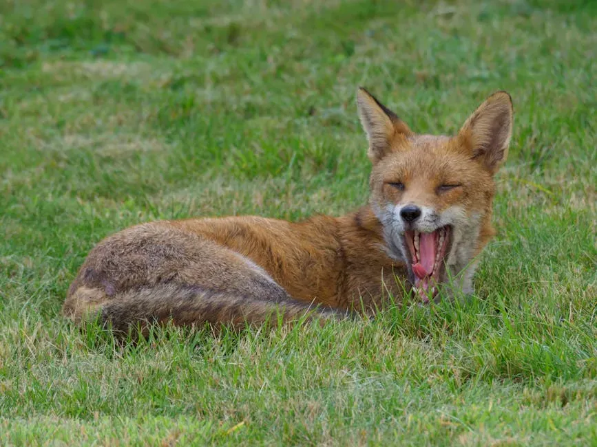 The Urban Fox Menu: A Surprisingly Varied Plate (Image Credits: Pexels)