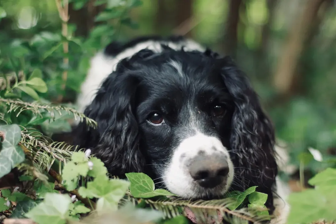 13 - English Springer Spaniel (Image Credits: Unsplash)