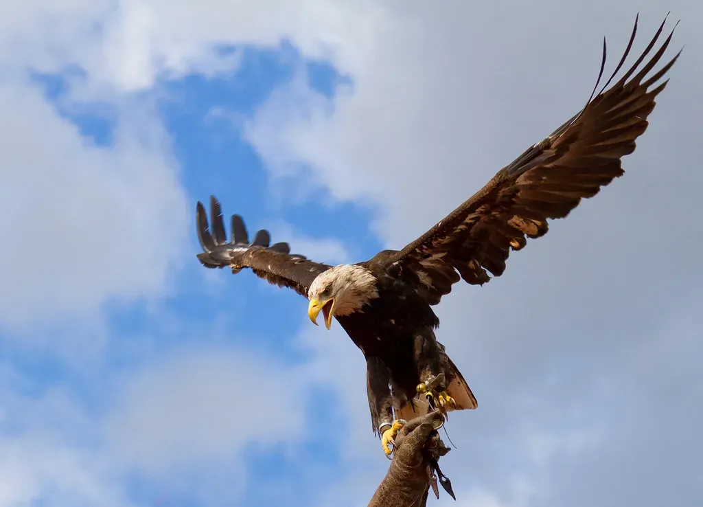 The Eagle Feather: Crown of All Honors (cL0d, Flickr, CC BY-SA 2.0)