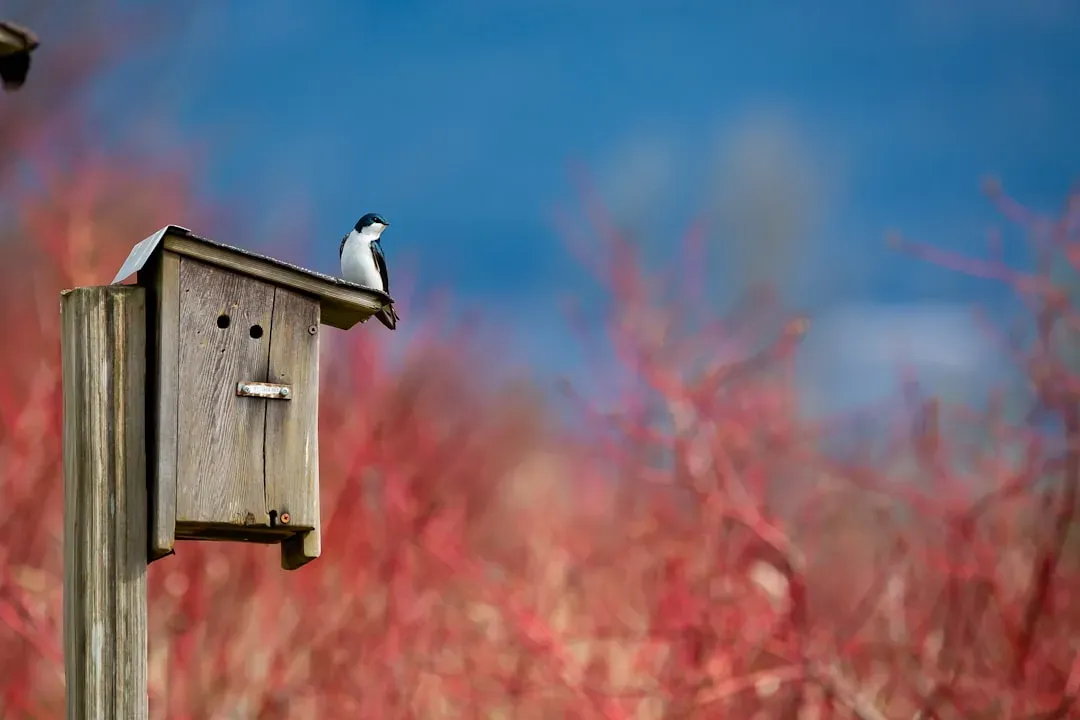 #3: Install Nest Boxes and Birdhouses for Cavity-Nesting Species (Image Credits: Unsplash)