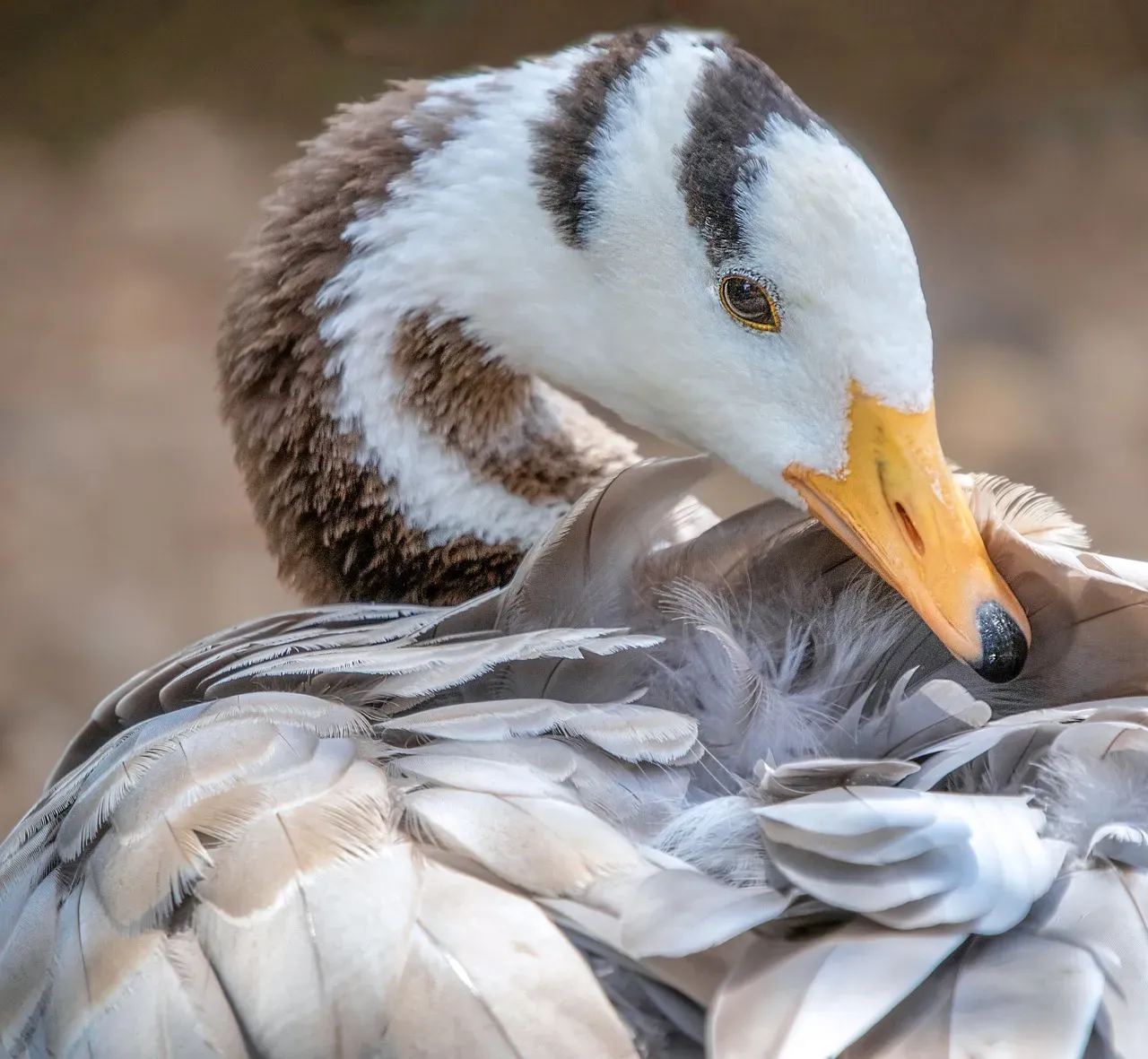 4. Bar-Headed Goose: The High-Flying Wonder (Image Credits: Pixabay)
