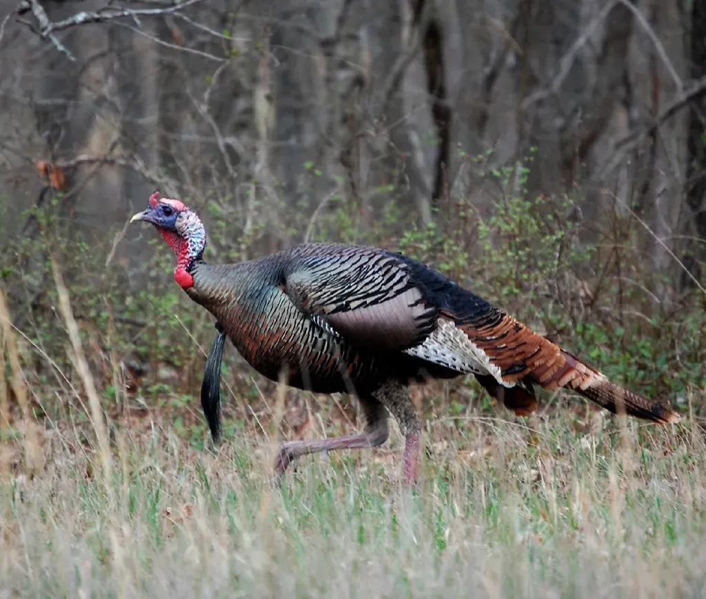 Kentucky: Bluegrass Turkey Territory (Image Credits: Flickr)