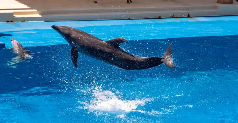Dolphins Wearing Sponges While Foraging (Image Credits: Pexels)