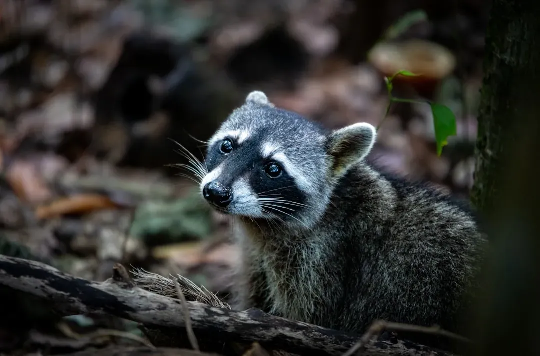 The Rabies Risk Is Vastly Overstated (Image Credits: Unsplash)