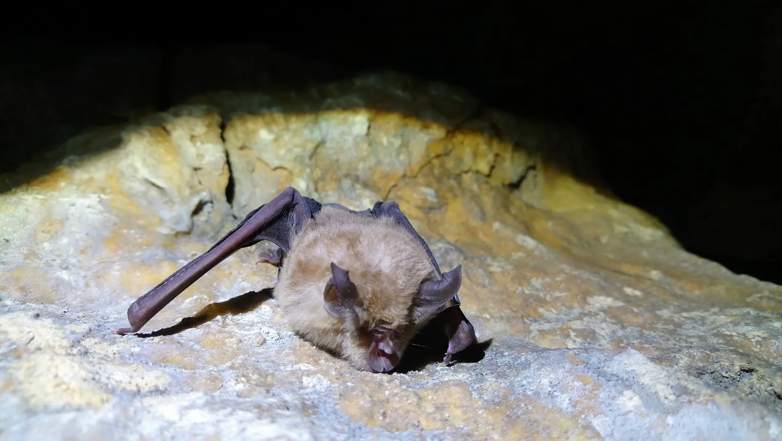 Insights into Chromosomal Evolution (By Rhinolophusferrumequinum, CC BY-SA 4.0)