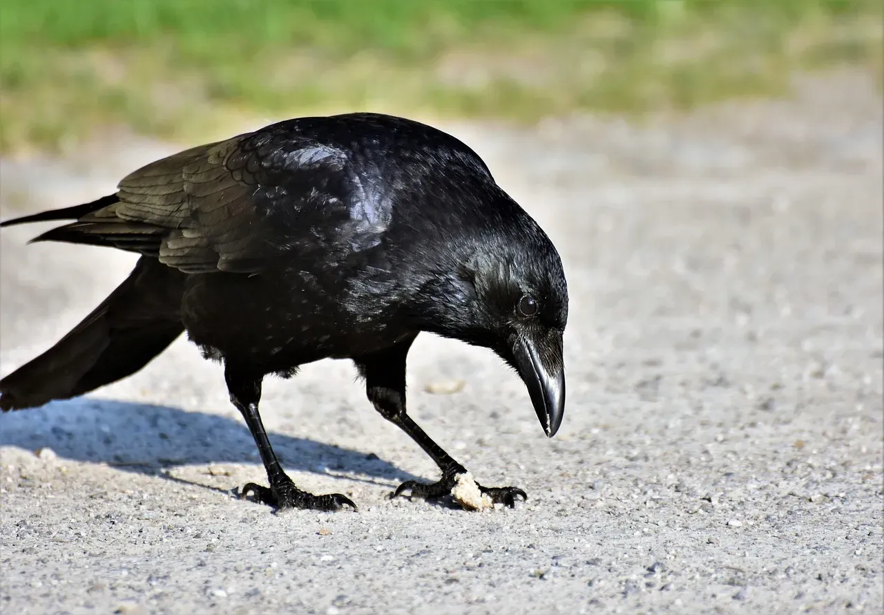 Common Items Crows Choose to Leave (Image Credits: Pixabay)