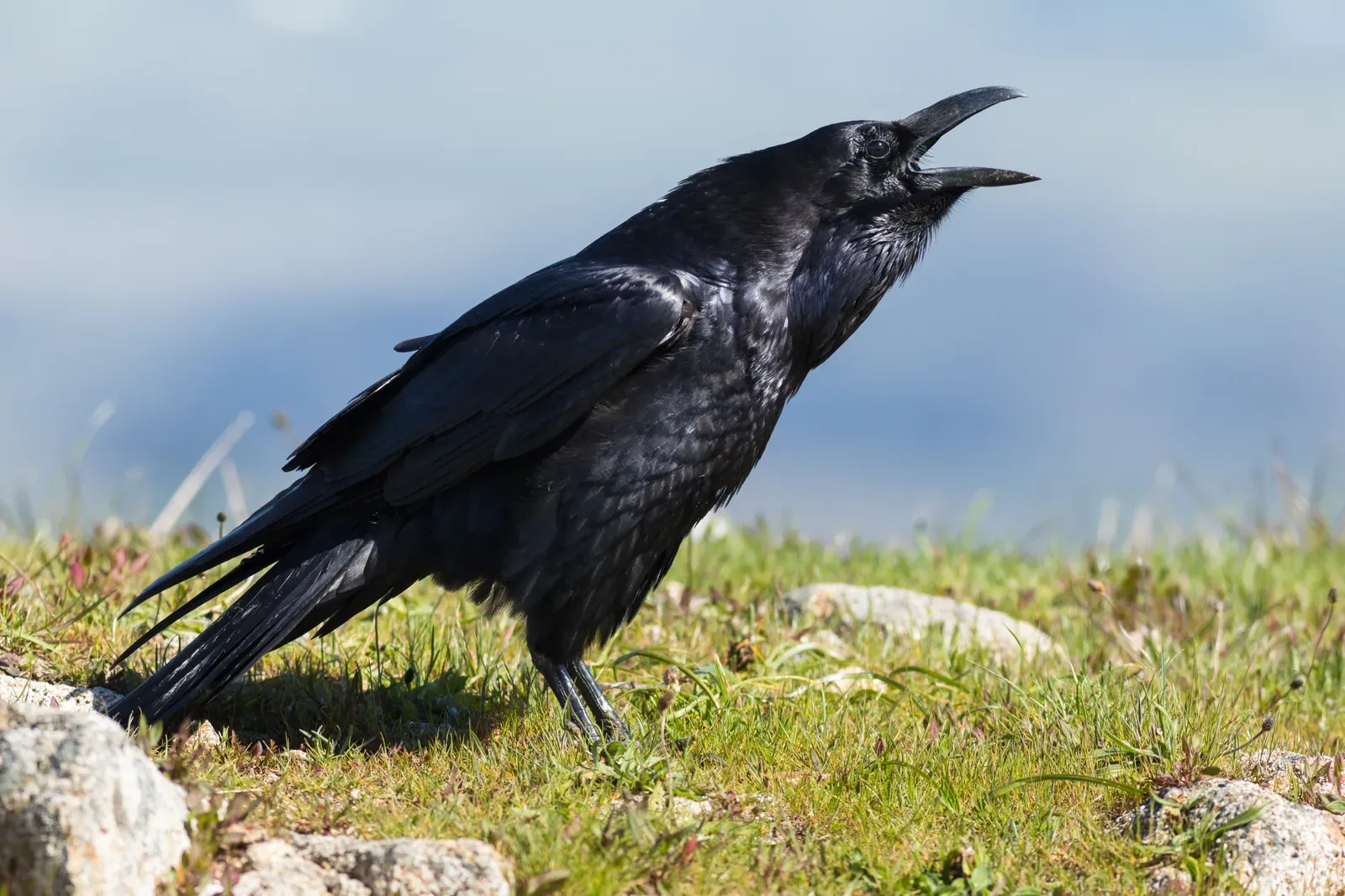 10. Common Raven: The Clever Corvid (Image Credits: Wikimedia)