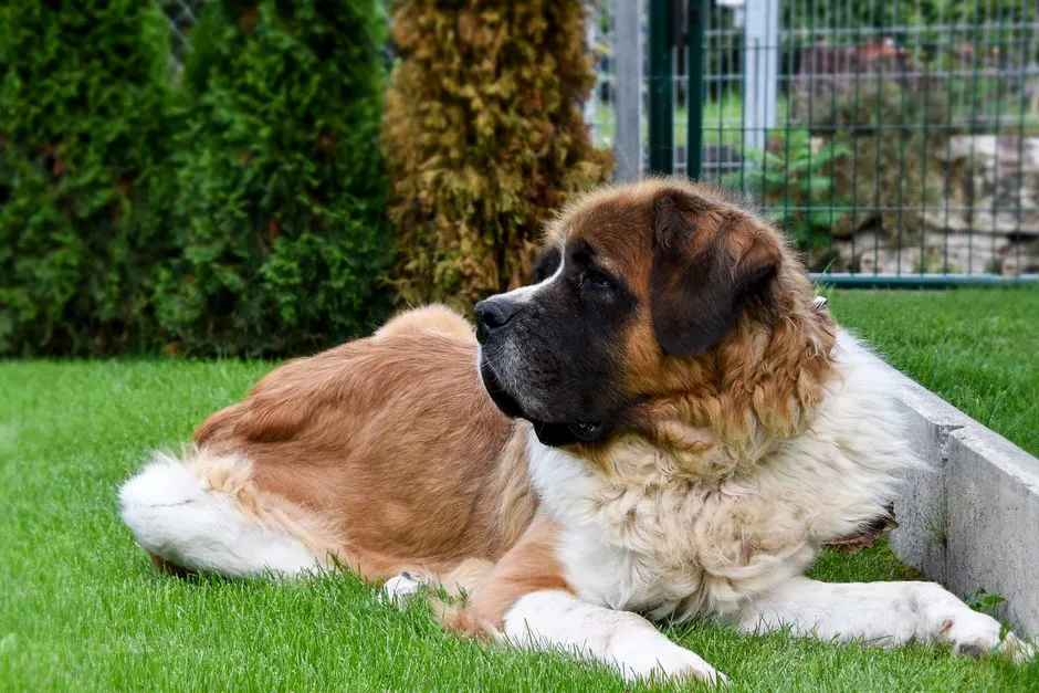 #24 - Saint Bernard: The Gentle Giant Too Big for Modern Life (Image Credits: Pexels)