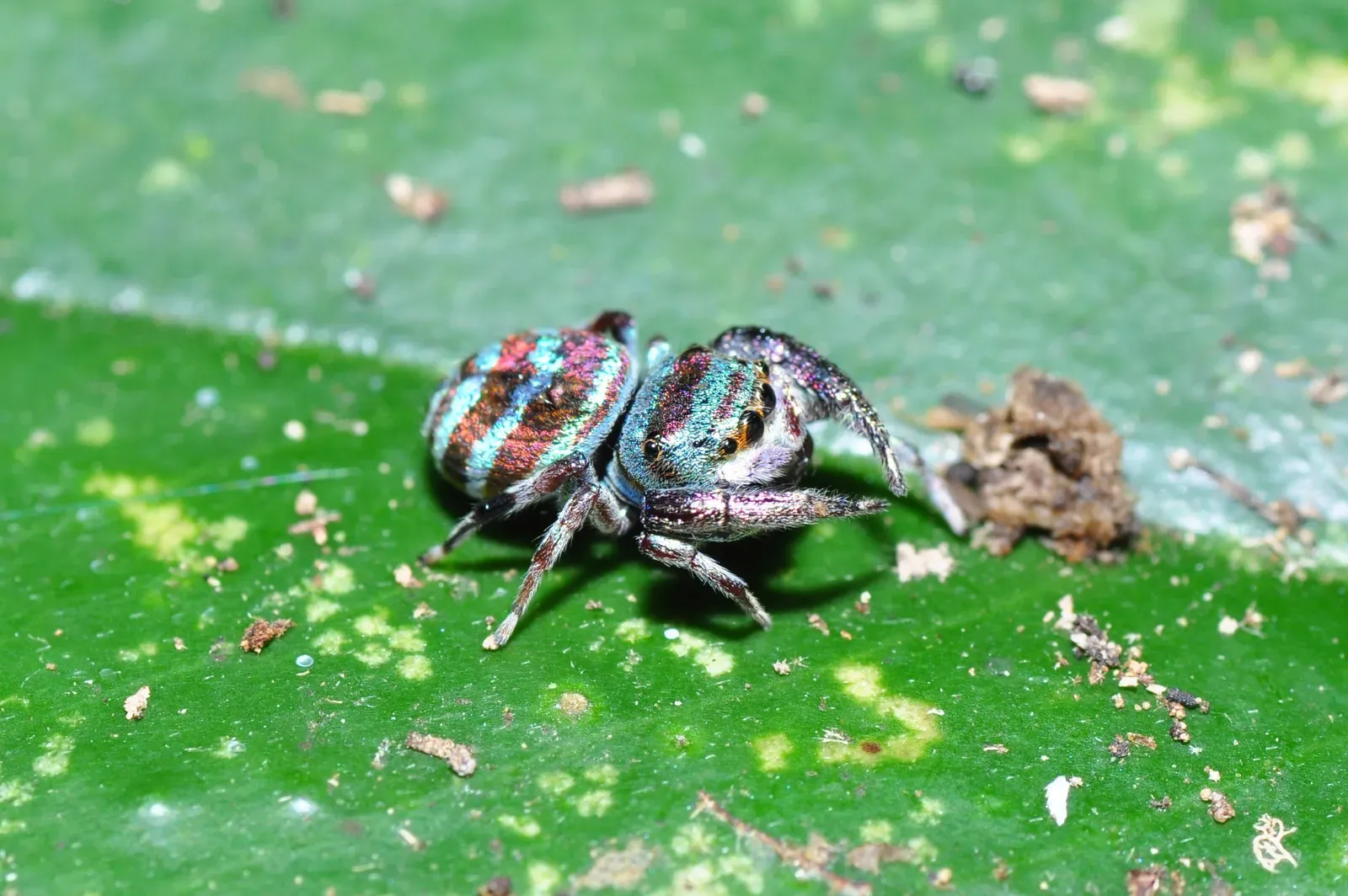 A Blinding Discovery in 2014 (Iridescent jumping spider (Thiania sp?), CC BY-SA 2.0)