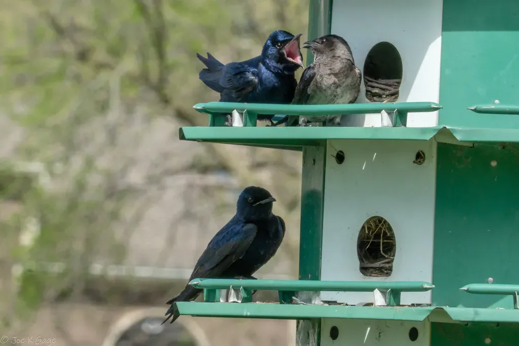 1. Set Up the Right Multi-Compartment Housing (Joe K Gage, Flickr, CC BY-SA 2.0)